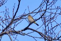 Phylloscopus collybita