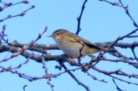 Phylloscopus collybita