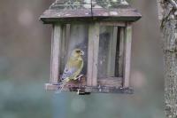 Chloris chloris