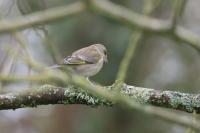 Chloris chloris