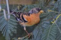 Fringilla montifringilla