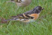 Fringilla montifringilla
