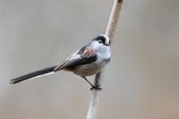 Aegithalos caudatus