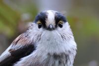 Aegithalos caudatus