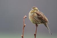 Emberiza cirlus