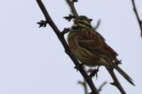 Emberiza cirlus