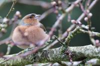 Fringilla coelebs