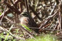 Emberiza cirlus