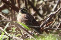 Emberiza cirlus