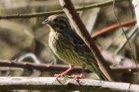 Emberiza cirlus
