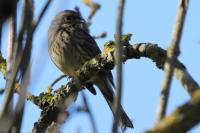 Emberiza calandra
