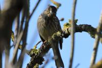 Emberiza calandra