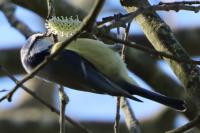 Cyanistes caeruleus