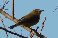 Phylloscopus collybita