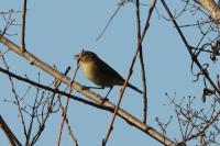 Phylloscopus collybita