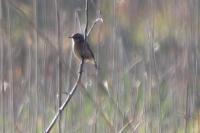 Saxicola rubicola