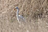 Ardea alba