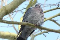 Columba oenas