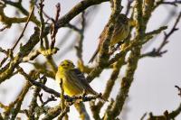 Emberiza citrinella