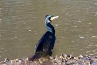 Phalacrocorax carbo