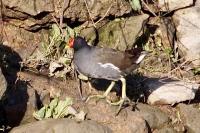 Gallinula chloropus