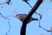 Sitta europaea