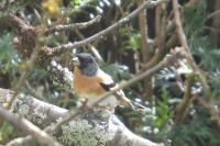 Fringilla montifringilla