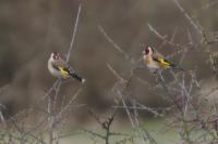 Carduelis carduelis