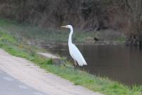 Ardea alba