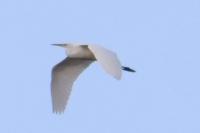 Ardea alba