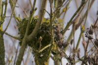 Carduelis carduelis