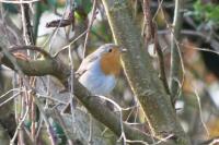 Erithacus rubecula