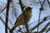 Phylloscopus collybita