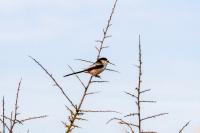 Aegithalos caudatus