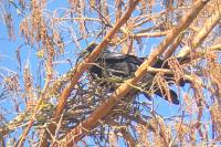 Corvus corone