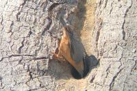 Sitta europaea