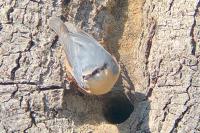 Sitta europaea