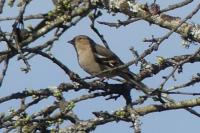 Fringilla coelebs