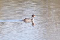 Podiceps cristatus