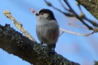 Aegithalos caudatus