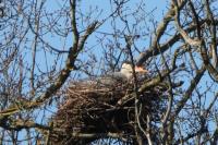 Ardea cinerea