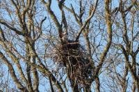 Ardea cinerea