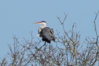 Ardea cinerea