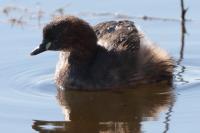 Tachybaptus ruficollis