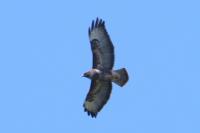 Buteo buteo