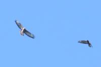 Buteo buteo