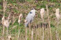 Ardea cinerea