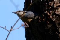 Sitta europaea