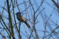 Parus major