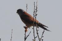 Falco tinnunculus